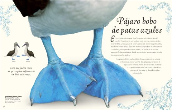 ANTOLOGÍA DE AVES EXTRAORDINARIAS4