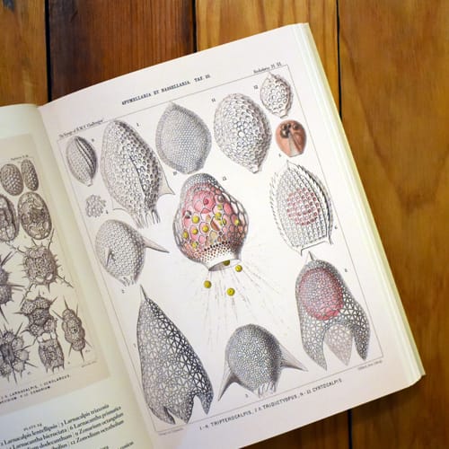 THE ART AND SCIENCE OF ERNST HAECKEL. 40TH ED4