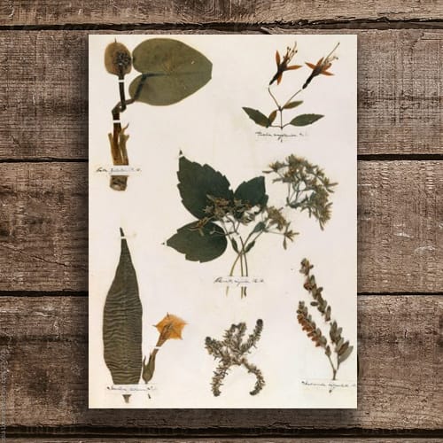 HERBARIO Y ANTOLOGÍA BOTÁNICA4