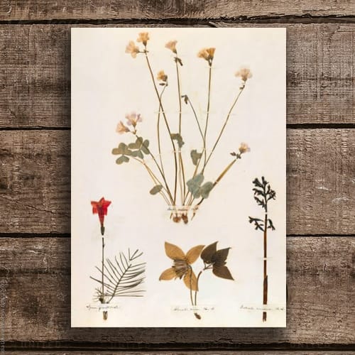 HERBARIO Y ANTOLOGÍA BOTÁNICA2