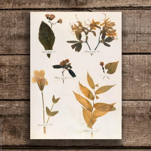 HERBARIO Y ANTOLOGÍA BOTÁNICA3