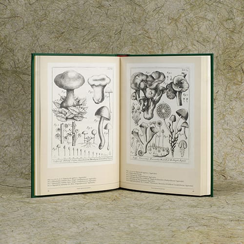 SETAS EN EL ARTE BOTÁNICO4