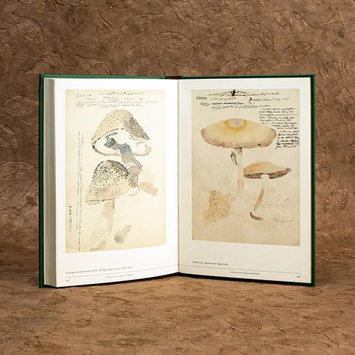 SETAS EN EL ARTE BOTÁNICO2