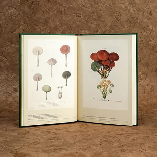 SETAS EN EL ARTE BOTÁNICO3