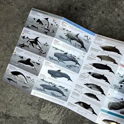 CARTILLA MAMIFEROS MARINOS2