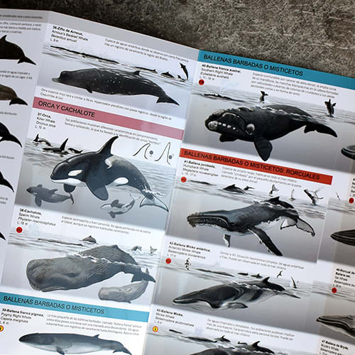 CARTILLA MAMIFEROS MARINOS3