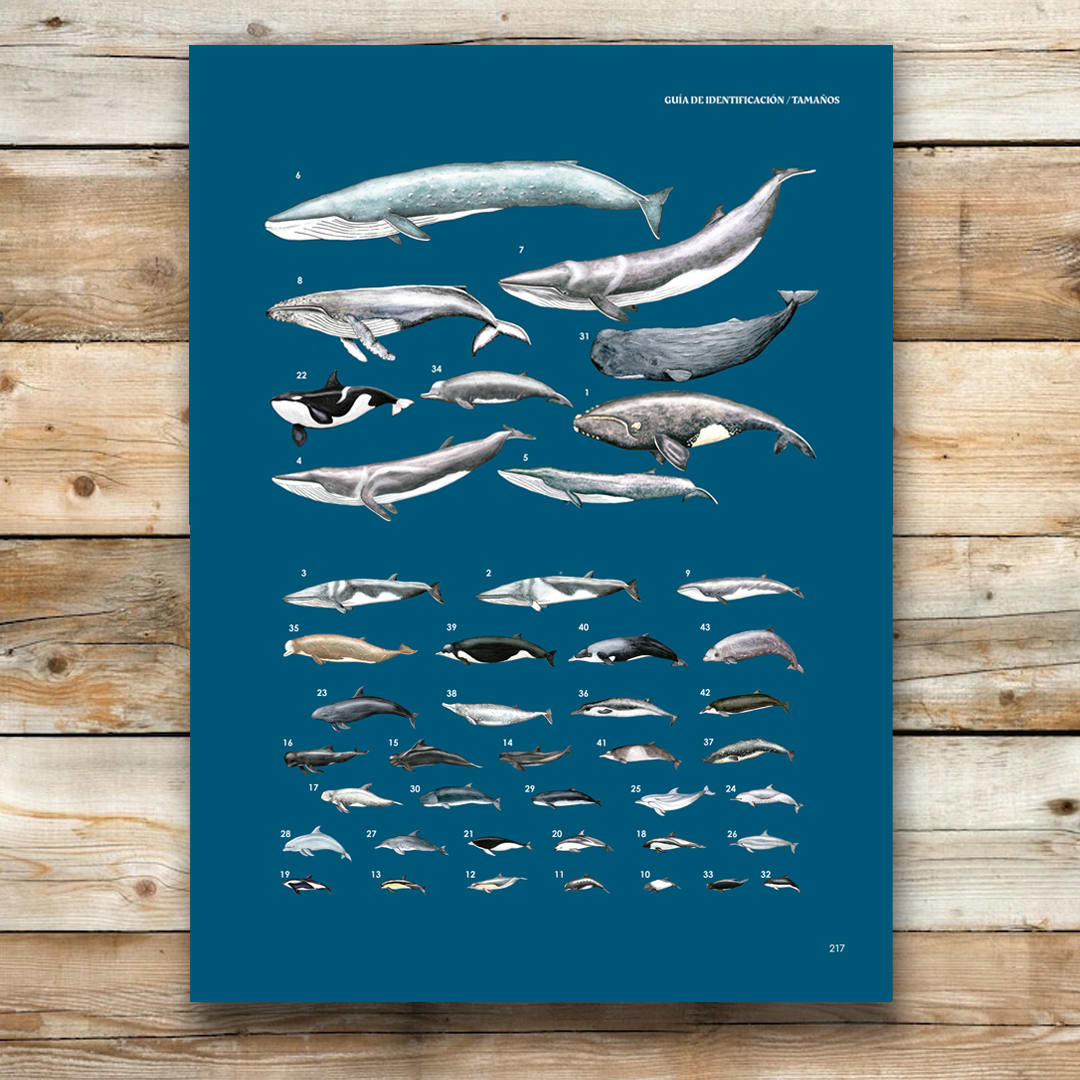 LOS CETÁCEOS Y OTROS MAMÍFEROS MARINOS DE CHILE3