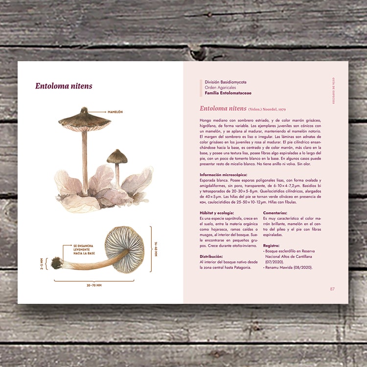 HONGOS DE LA ZONA CENTRAL DE CHILE4