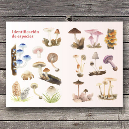 HONGOS DE LA ZONA CENTRAL DE CHILE3