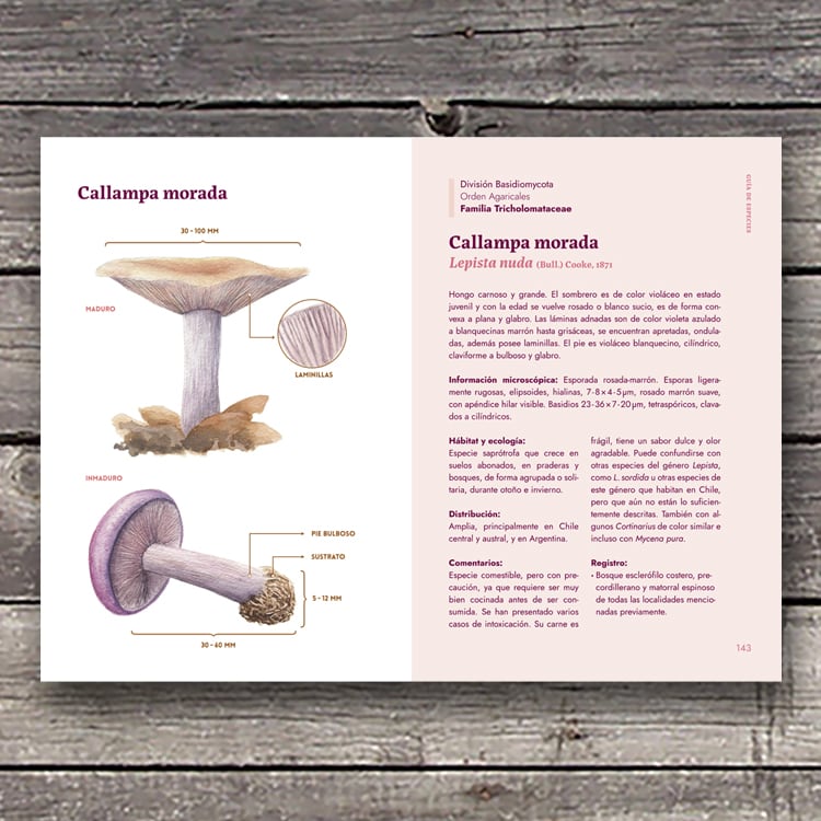 HONGOS DE LA ZONA CENTRAL DE CHILE1