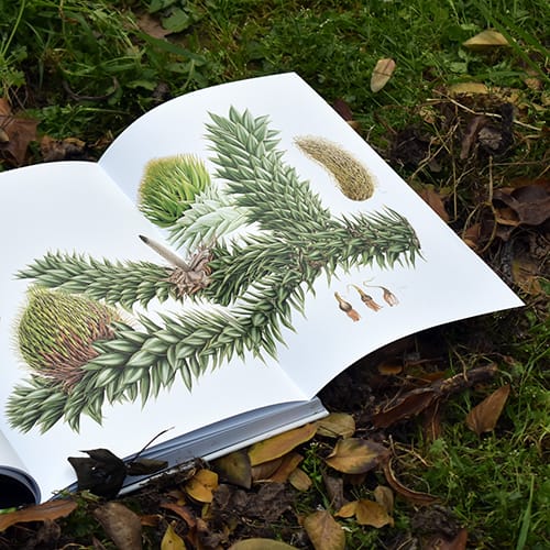 PLANTAS Y ÁRBOLES DE LOS BOSQUES DE CHILE4