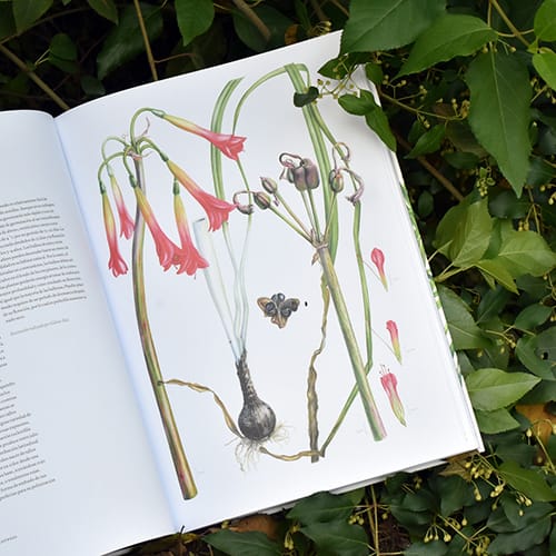 PLANTAS Y ÁRBOLES DE LOS BOSQUES DE CHILE3