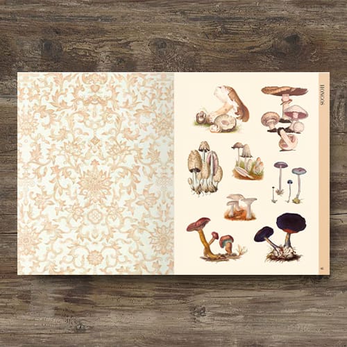 ILUSTRACIÓN BOTÁNICA PARA RECORTAR Y HACER COLLAGE2