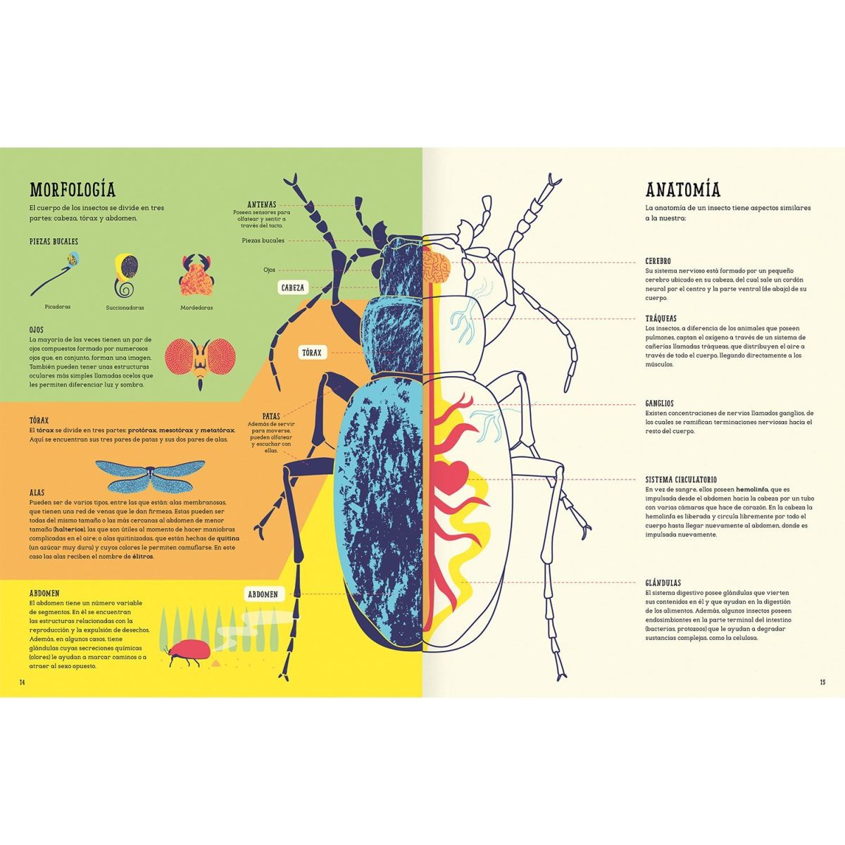INSECTOPEDIA5