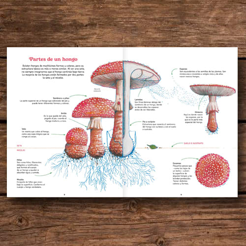 REINO FUNGI: MUNDO ENTRELAZADO3
