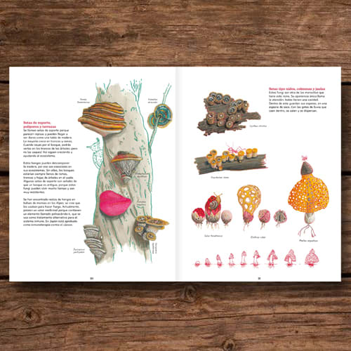 REINO FUNGI: MUNDO ENTRELAZADO4