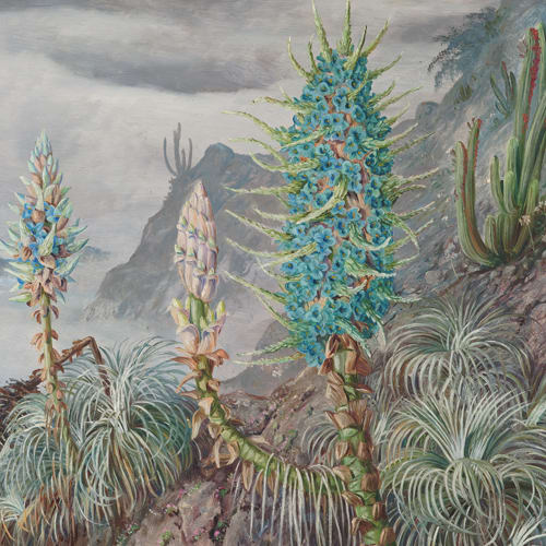 TRAVESÍA BOTÁNICA POR CHILE4