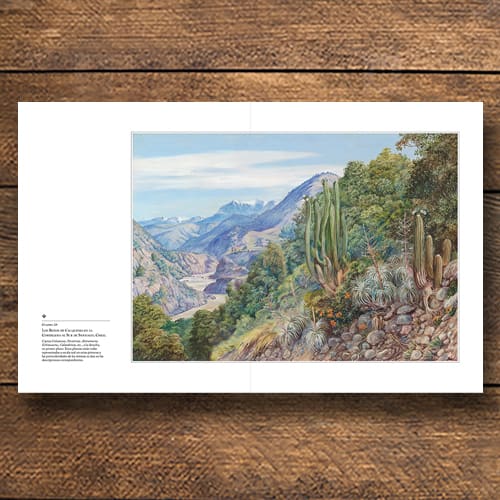 FLORA CHILENA EN LA MIRADA DE MARIANNE NORTH, 18843