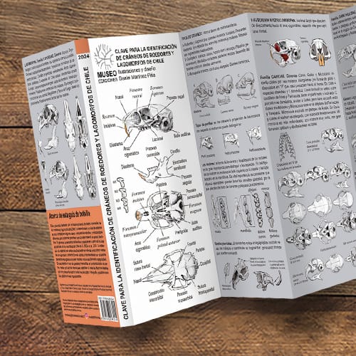 CARTILLA IDENTIFICACIÓN DE CRÁNEOS DE ROEDORES Y LAGOMORFOS2
