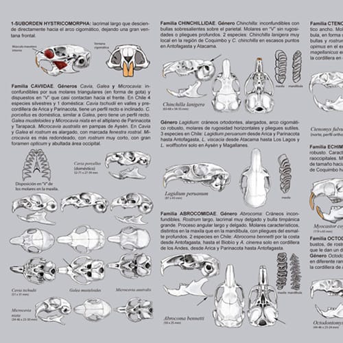 CARTILLA IDENTIFICACIÓN DE CRÁNEOS DE ROEDORES Y LAGOMORFOS3