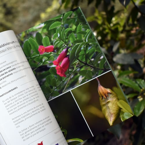 BOTÁNICA ECOLÓGICA, GUÍA DE LA ECOLOGÍA DE LA FLORA LEÑOSA DE CHILOÉ2