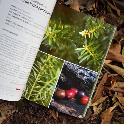 BOTÁNICA ECOLÓGICA, GUÍA DE LA ECOLOGÍA DE LA FLORA LEÑOSA DE CHILOÉ3