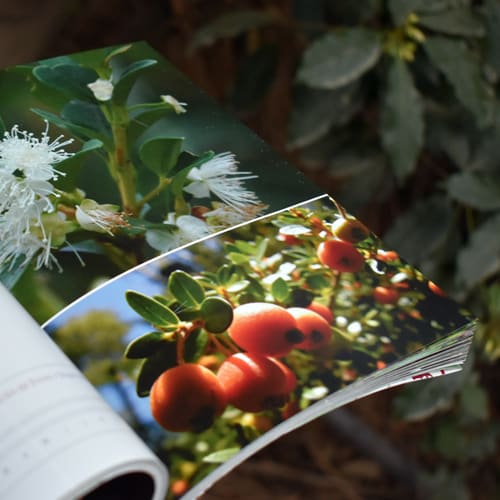 BOTÁNICA ECOLÓGICA, GUÍA DE LA ECOLOGÍA DE LA FLORA LEÑOSA DE CHILOÉ4
