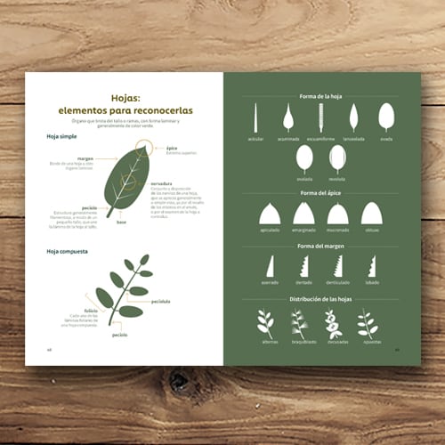 ÁRBOLES DEL PARQUE BOTÁNICO DE HUALPÉN2