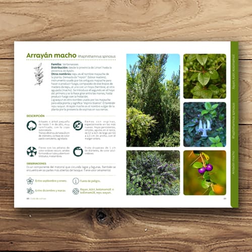 ÁRBOLES DEL PARQUE BOTÁNICO DE HUALPÉN4