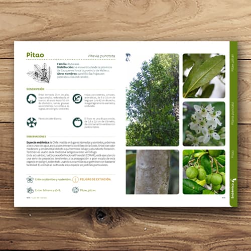 ÁRBOLES DEL PARQUE BOTÁNICO DE HUALPÉN3