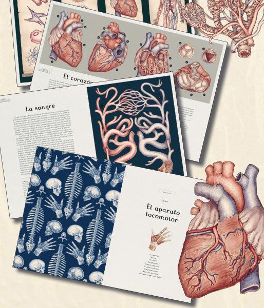 ANATOMICUM 2