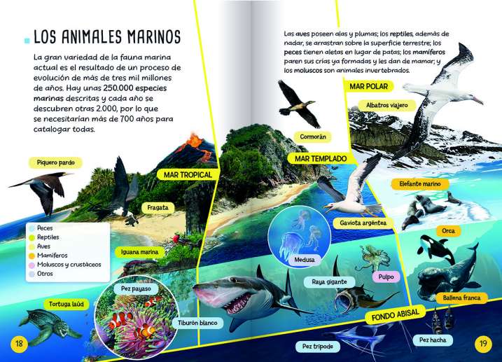 DESCUBRO Y JUEGO - ANIMALES MARINOS2