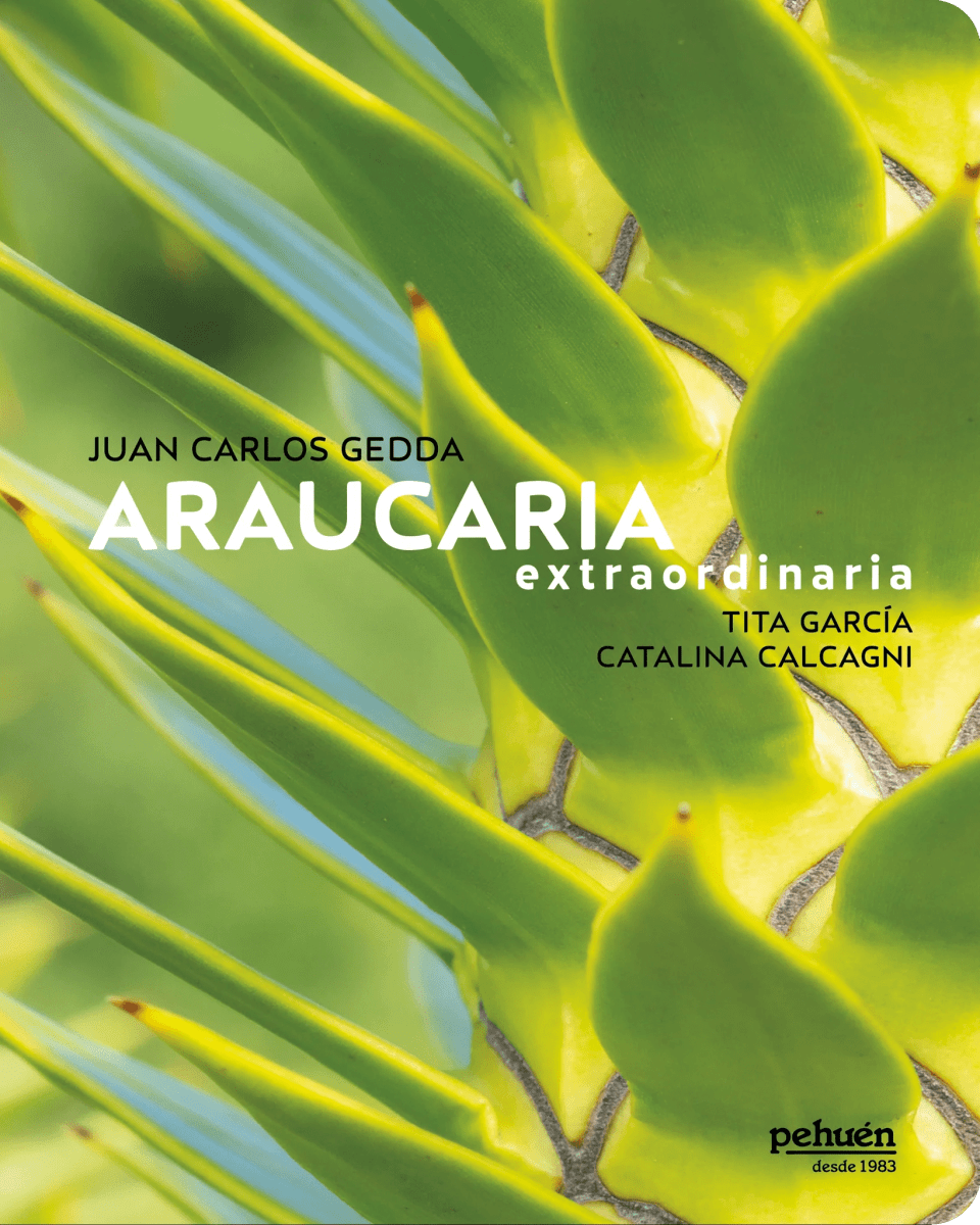 ARAUCARIA EXTRAORDINARIA1