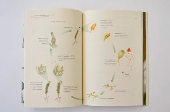 BOSQUE NATIVO EN TRES MIRADAS7