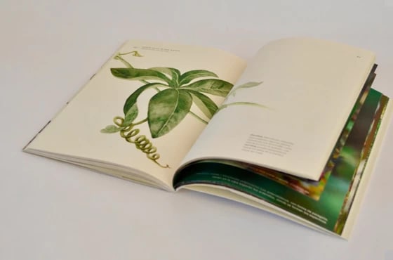 BOSQUE NATIVO EN TRES MIRADAS6