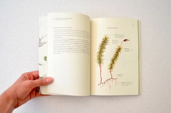 BOSQUE NATIVO EN TRES MIRADAS8