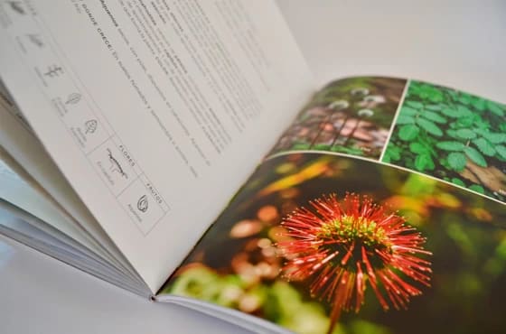 BOSQUE NATIVO EN TRES MIRADAS5