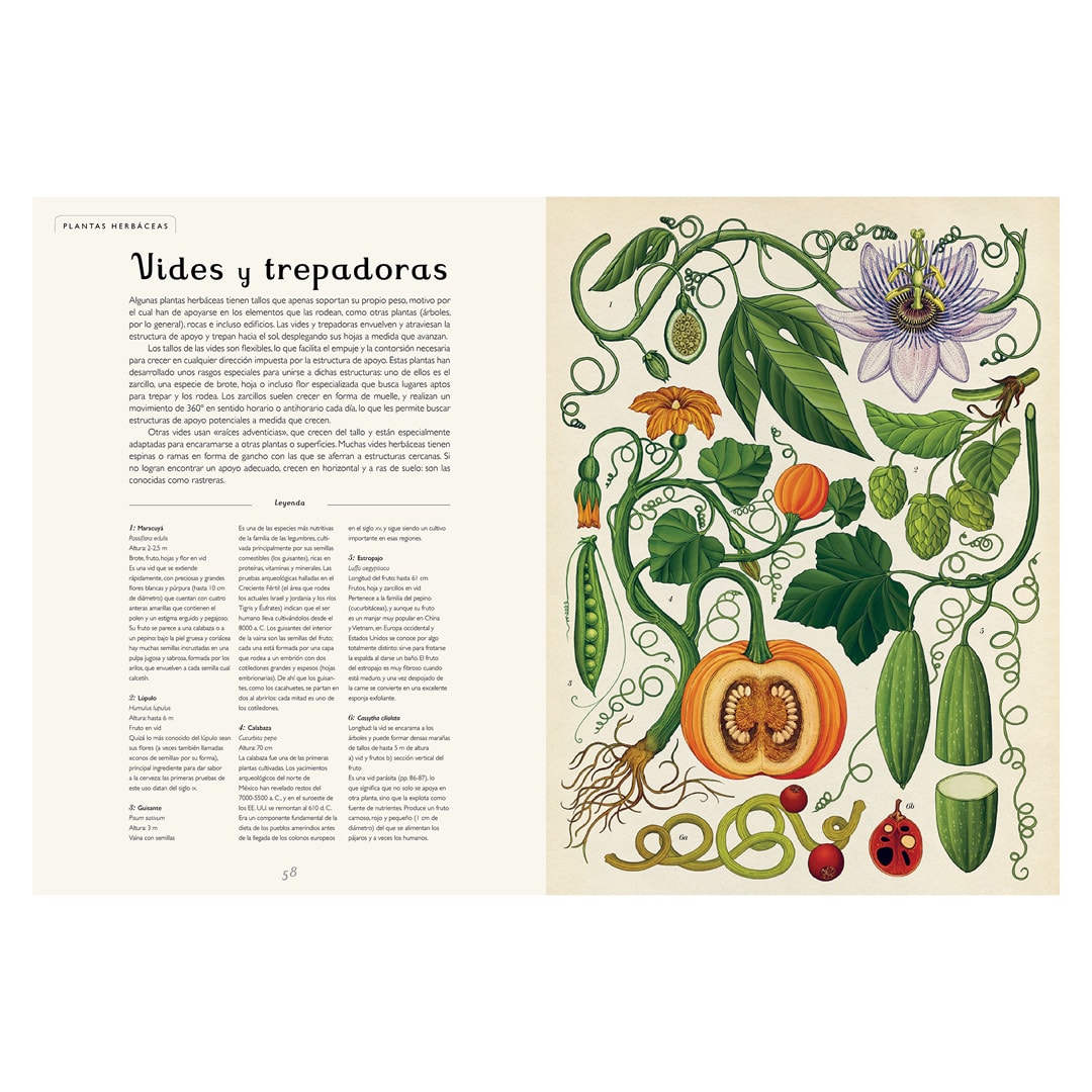 BOTANICUM2