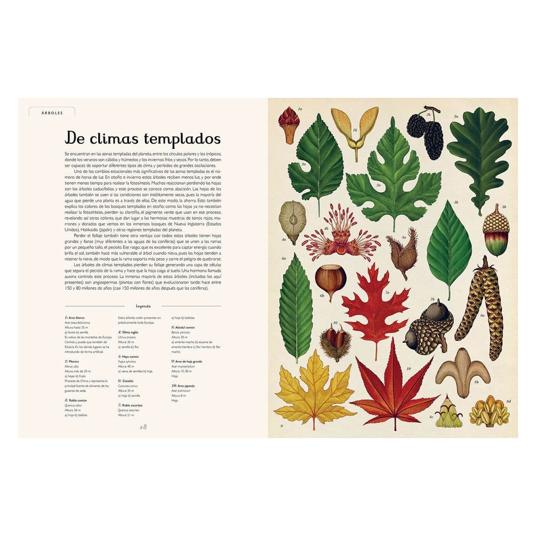 BOTANICUM3