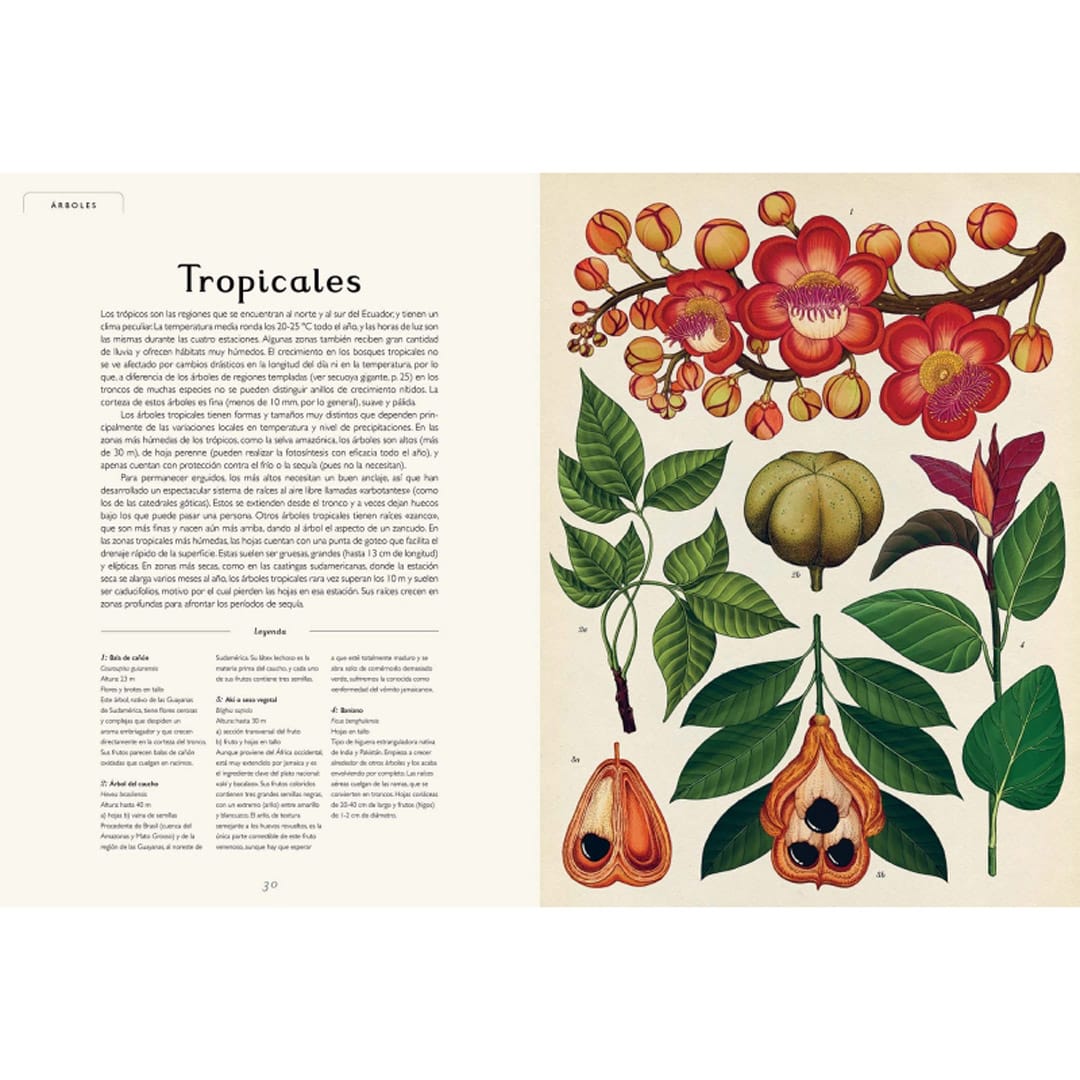 BOTANICUM4