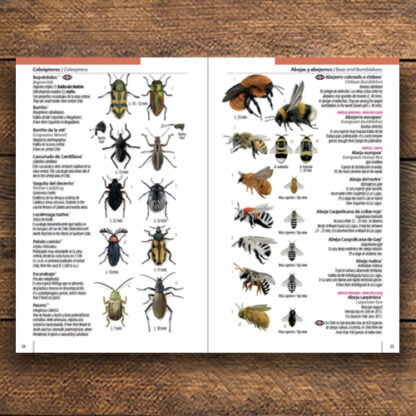 CHILE: UNA GUÍA RÁPIDA - FUNGI, FLORA FAUNA4