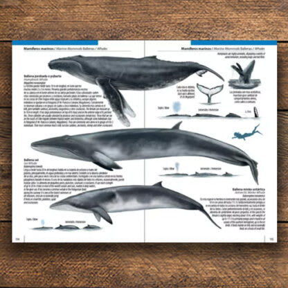 CHILE: UNA GUÍA RÁPIDA - FUNGI, FLORA FAUNA3