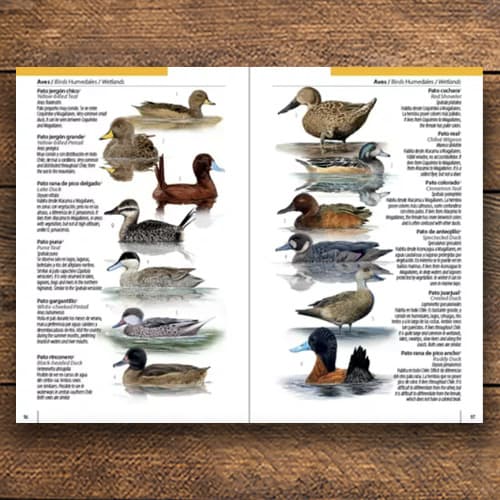 CHILE: UNA GUÍA RÁPIDA - FUNGI, FLORA FAUNA2