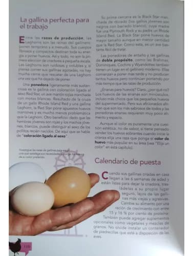 GUÍA PARA CONOCER CÓMO CRIAR GALLINAS4
