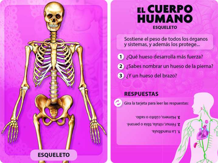 DESCUBRO Y JUEGO - EL CUERPO HUMANO4