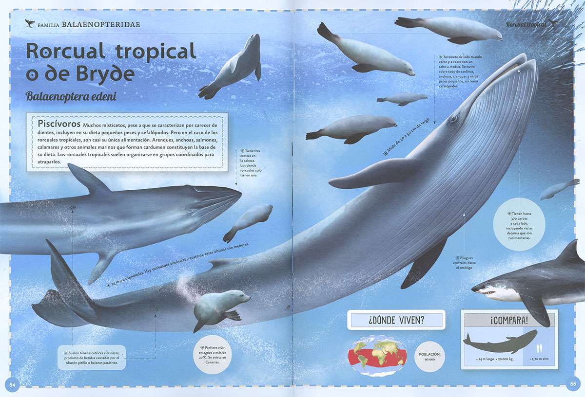 EL MAGNIFICO LIBRO DE LAS BALLENAS3