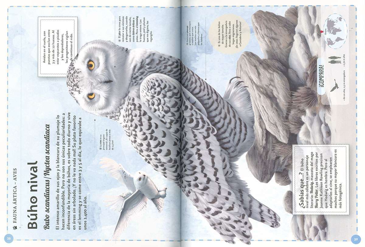 EL MAGNÍFICO LIBRO DE LOS ANIMALES POLARES4