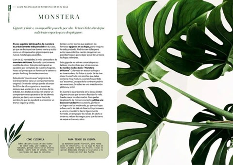 ESPÍRITU VEGETAL - LA ALEGRÍA DE TENER PLANTAS EN TU CASA3