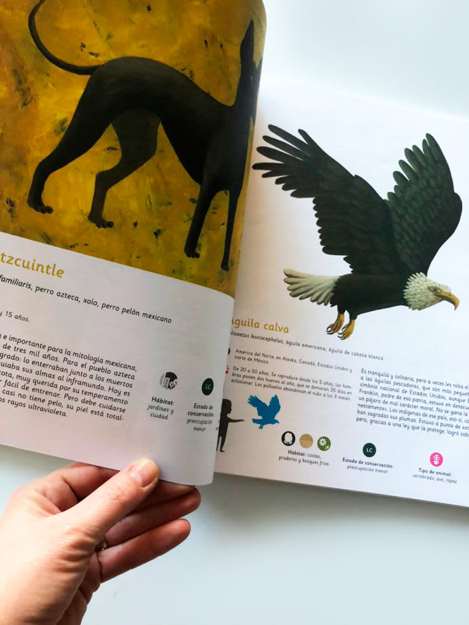 ANIMALES AMERICANOS5