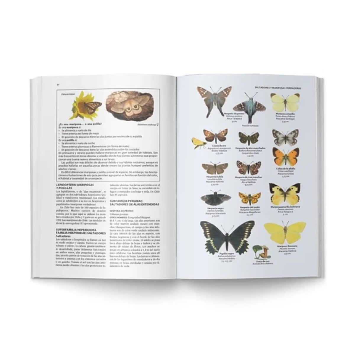 FLORA Y FAUNA DE CHILE, GUÍA DE IDENTIFICACIÓN3